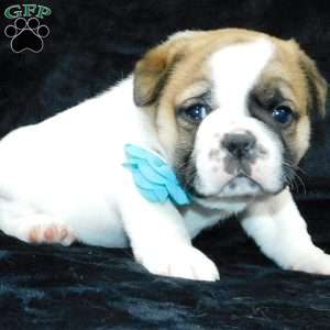 Buster, Miniature Bulldog Puppy